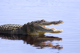 Alligator in the wild,Upper Myakka Lake,Sarrasota,Florida - Fine Art prints