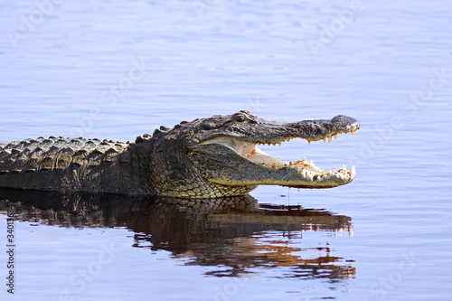 Photo: Alligator in the wild,Upper Myakka Lake,Sarrasota,Florida Alligator in the wild,Upper Myakka Lake,Sarrasota,Florida