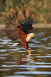 African Fish Eagle at the moment of the attack