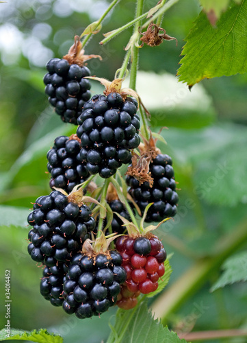 Foto: Brombeeren - Rubus sectio Rubus Brombeeren - Rubus sectio Rubus