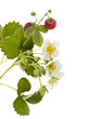 wild strawberry flower, berry and leaves  isolated over white