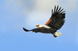 African Fish Eagle (Haliaeetus vocifer), lake Naivasha, Kenya