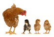 hen and chicks