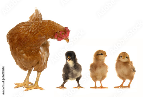 Photo: hen and chicks hen and chicks