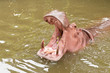 Hippopotamus with the opened mouth. Hippopotamus with the opened mouth.