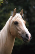portraitt de trois quart d'un cheval palomino