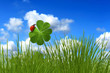 Foto: Klee 18 Klee 18