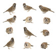 Sparrow