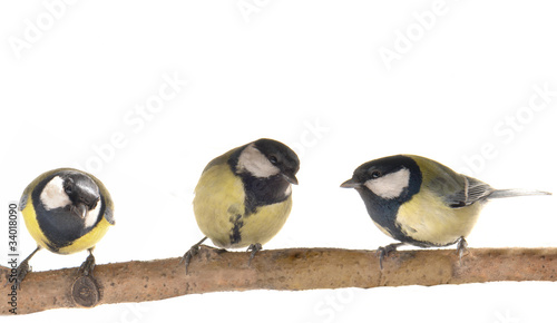 Photo: Titmouse Titmouse