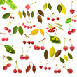 Red cherry