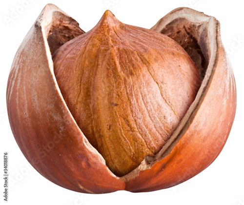 Photo: Open filbert nut isolated on a white background. Open filbert nut isolated on a white background.
