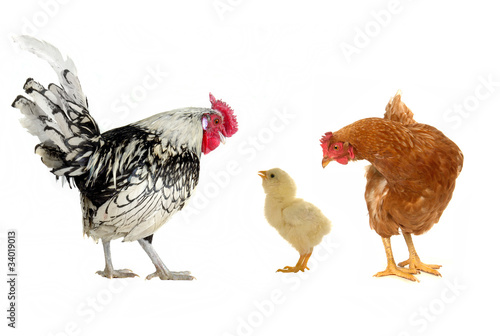Photo: cock cock