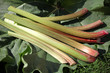 rhubarbe, rheum rhaponticum
