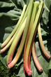 rhubarbe, rheum rhaponticum