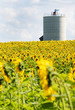 Foto: Sunflowerfield with silo Sunflowerfield with silo