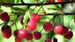cherry berries