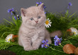 Kitten in flowers on a black background Kitten in flowers on a black background