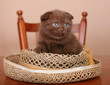 Scottish kitten on a table Scottish kitten on a table