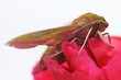 Insect Hawk moth on red  flower /Deilephila elpenor/