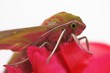 Insect Hawk moth