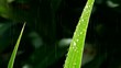 Video: green leaves in the rain green leaves in the rain