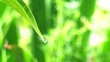 Video: green leaves in the rain green leaves in the rain