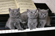 Four British kitten on the piano