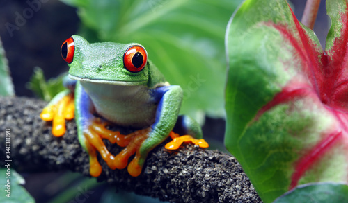 Photo: Red-Eyed Tree Frog Red-Eyed Tree Frog