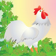 The cock sings at dawn The cock sings at dawn