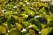 Lily Pads in Sunlight