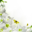 White flowers