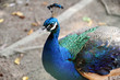 blue peacock