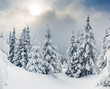 winter landscape