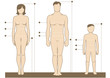 Human body measurements and proportions