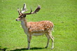 Huge Racked Deer