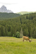 Parco di Paneveggio