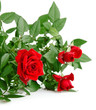red rose with green leaves
