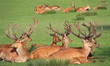 Cerfs