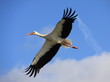 Cigogne Cigogne
