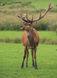 Cerf