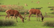 Cerfs