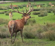 Cerf