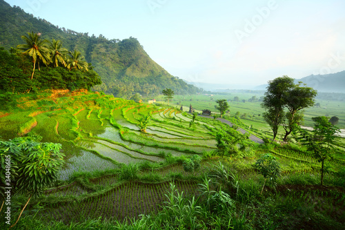 Photo: Rice Rice