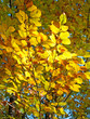 Goldener Herbst