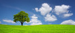 Tree on a meadow