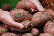 Kartoffelernte Erntehelfer Kartoffelsorte