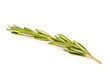 Rosemary branch