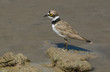 Charadrius dubius