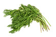 Coriander or cilantro