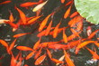 Goldfische Teich